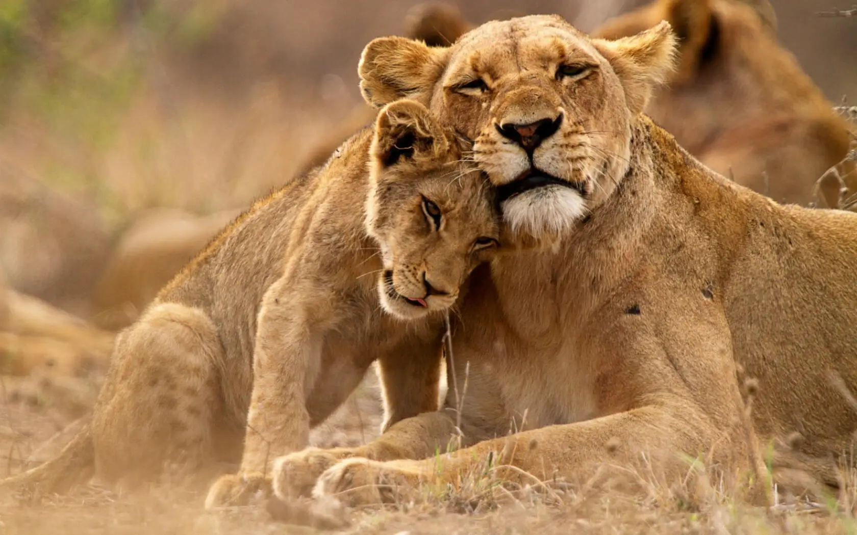 Best Places to Spot Lions in Tanzania